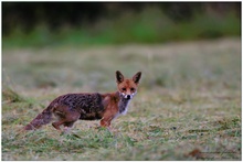 Rotfuchs (Vulpes vulpes)