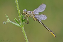 Ghomphus Pulchellus -Ein guter Bekannter...