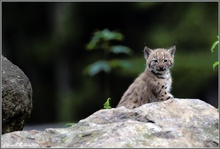 Luchs-Baby