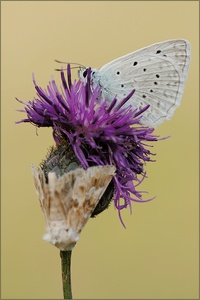 Polyommatus daphnis