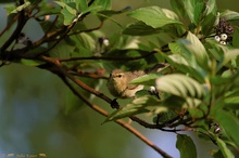 Zilpzalp (Phylloscopus collybita)