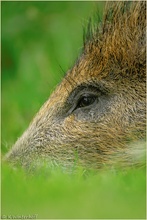 ~Ruhend~ Wildschwein-Frischling