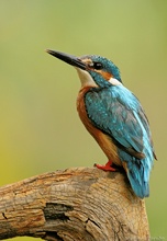 Eisvogel (Alcedo atthis)