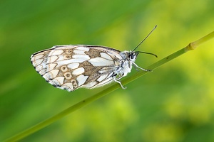 Schachbrettschmetterling