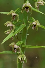 Epipactis...