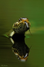 Grass snake reflection