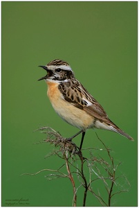 Braunkehlchen (Saxicola rubetra) auf Singwarte