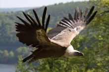 Geier im Flug