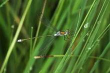 libelle