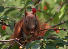 Kirschhörnchen