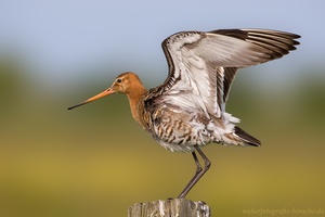 Limosa limosa