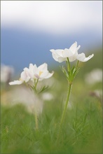 Anemone narcissiflora