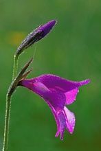 Sumpfgladiole