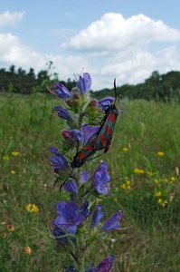 Widderchen-Paar auf den Blüten der Natternzunge.