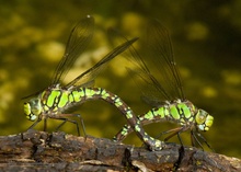 Blaugrüne Mosaikjungfern (Aeshna cyanea)