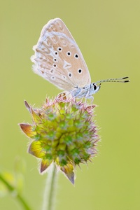 Zahnflügelweibchen