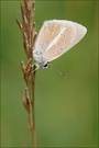 Polyommatus damon