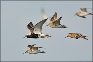 Einflug... Kampfläufer *Philomachus pugnax*