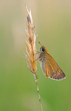 Dickkopffalter mit Käfer