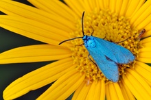 Grün(blau)widderchen