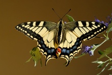 Schwalbenschwanz  (Papilio machaon)