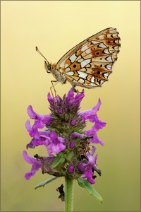 Boloria selene