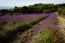 Lavendel