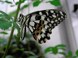 Schmetterling