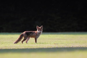 Der Chemieparkfuchs