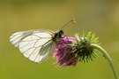 ~ Aporia Crataegi ~