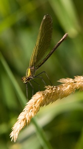 Libelle am Bach