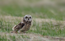 Sumpfohreule ( Asio flammeus) Wildlife