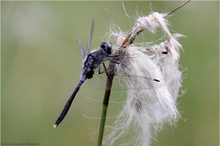 Östliche Moosjungfer (Leucorrhinia albifrons)