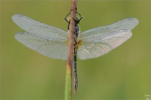 Sympetrum