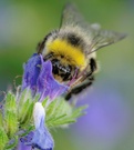 Hummel