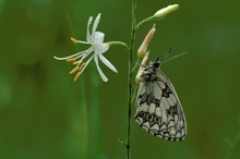 Schachbrettfalter an Graslilie