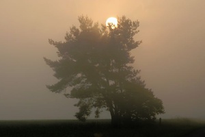 Sonnenaufgang im Nebel