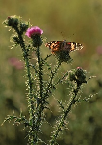 Distel auf Distel