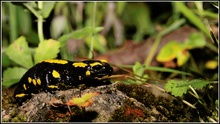 Feuersalamander