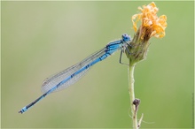 Pokaljungfer (Erythromma lindenii; Syn.: Cercion lindenii)