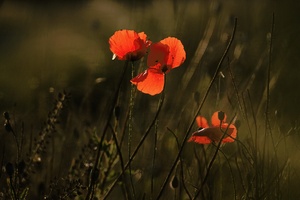 ~Mohn~