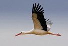 Storch im Flug