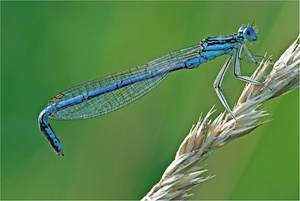 Blaue Federlibelle