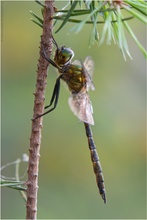 Gefleckte Smaragdlibelle (Somatochlora flavomaculata)