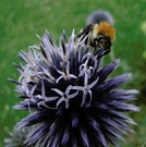 Edeldistel öffnet seine Blüten ....