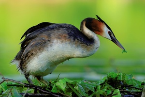 Haubentaucher (Podiceps cristatus)