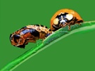 Erfolgreiche Metamorphose