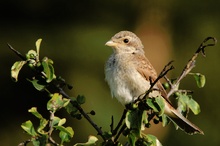 Junger Neuntöter (Lanius collurio)