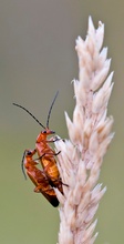 Rote Weichkäfer ganz intim