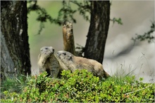 Murmeltier (Marmota marmota)